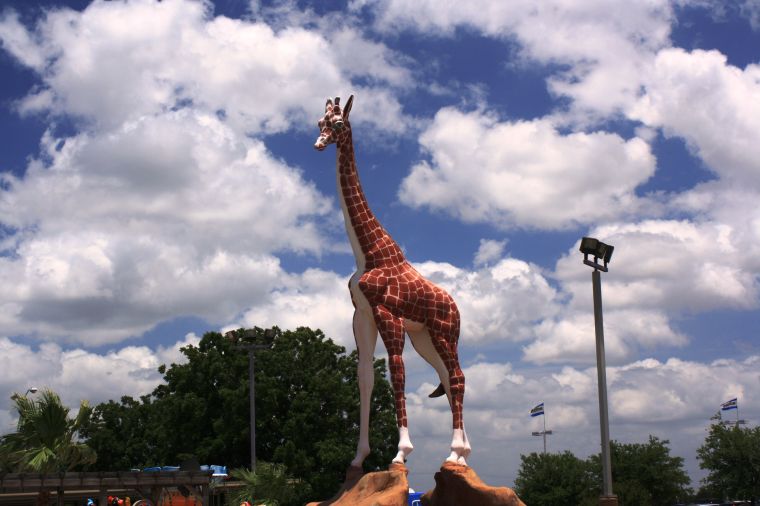 Giraffe at Putt-Putt Golf